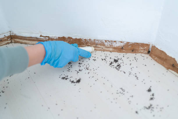 Best Best Pest Control Companies  in Capitol Heights, MD